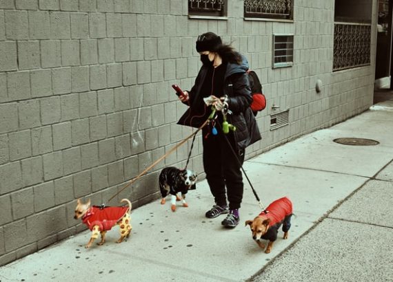 Pictures shows a female dog walker on the side walk with 3 dogs