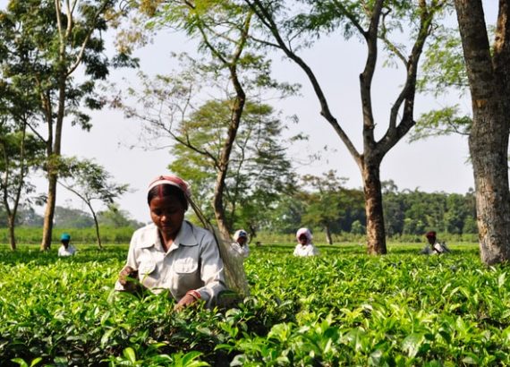 A farmer harvests tea in her farm as one of the small business ideas in Assam 